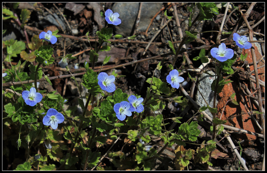 Veronica persica