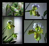 Paphiopedilum Boliviana
