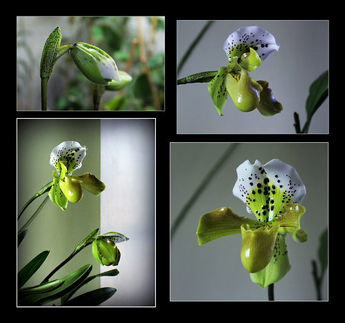 Paphiopedilum Boliviana