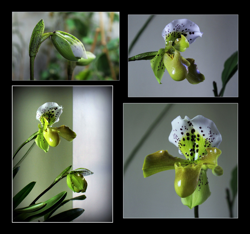Paphiopedilum Boliviana