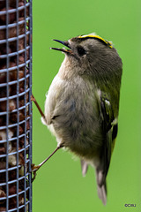 Some claim Goldcrests are exclusively insectivores, these images prove otherwise...