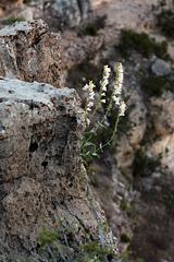 Penstemon newberryi, Grand Canyon USA L1007351