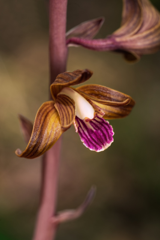 Hexalectris spicata (Crested Coralroot orchid)