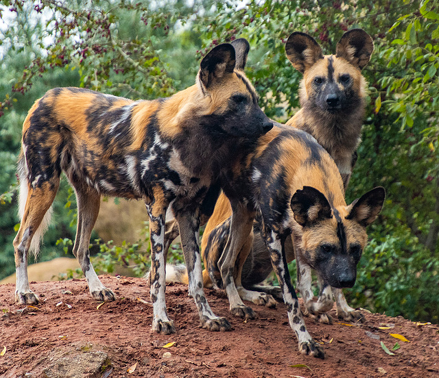 African painted dogs