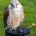 Falconry at Chester Cathedral (2)