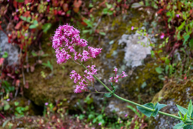 Mauerblümchen