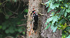 20210622 1070CPw [D~LIP] Buntspecht, Bad Salzuflen