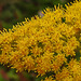 20210907 2806CPw [D~LIP] Kanadische Goldrute (Solidago canadensis), Bad Salzuflen