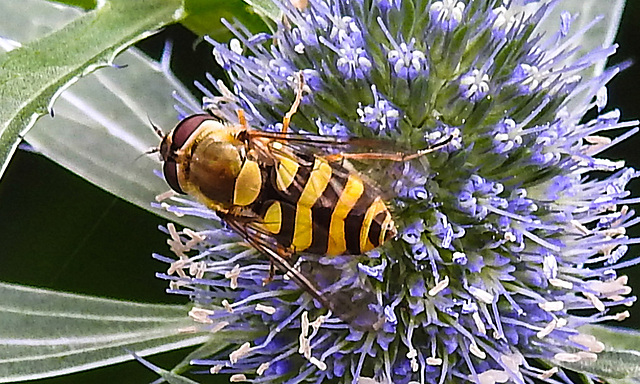 20230722 2914CPw [D~LIP] Mannstreu, Große Schwebfliege (Syrphus ribesii), BS