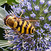 20230722 2914CPw [D~LIP] Mannstreu, Große Schwebfliege (Syrphus ribesii), BS