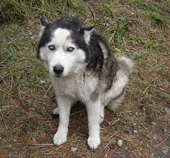 Husky de sibérie, chien d'un voisin*******