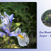 Pale Iris - East Blatchington Pond - Seaford - 6.6.2015