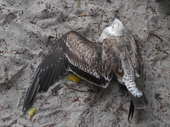 DSCN5244 - filhote de gaivota Larus dominicanus machucado