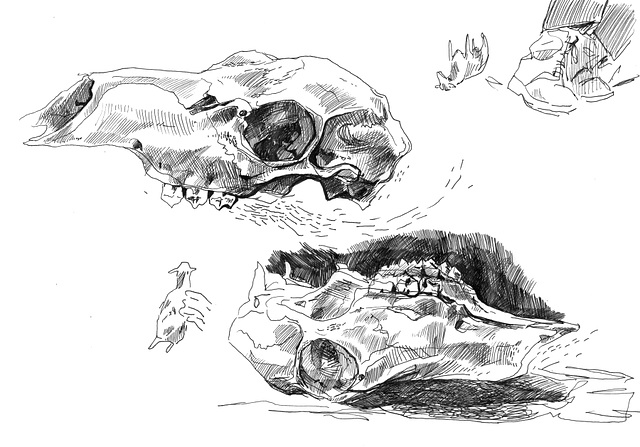 Skull sketches
