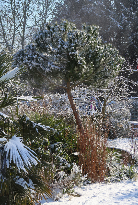 A flurry of icing sugar around my Corsican Pine