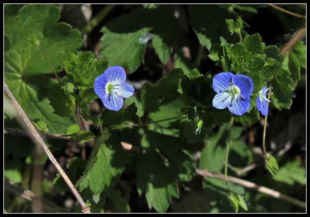 Veronica persica- véronique de Perse