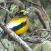 Day 9, Evening Grosbeak male, Tadoussac