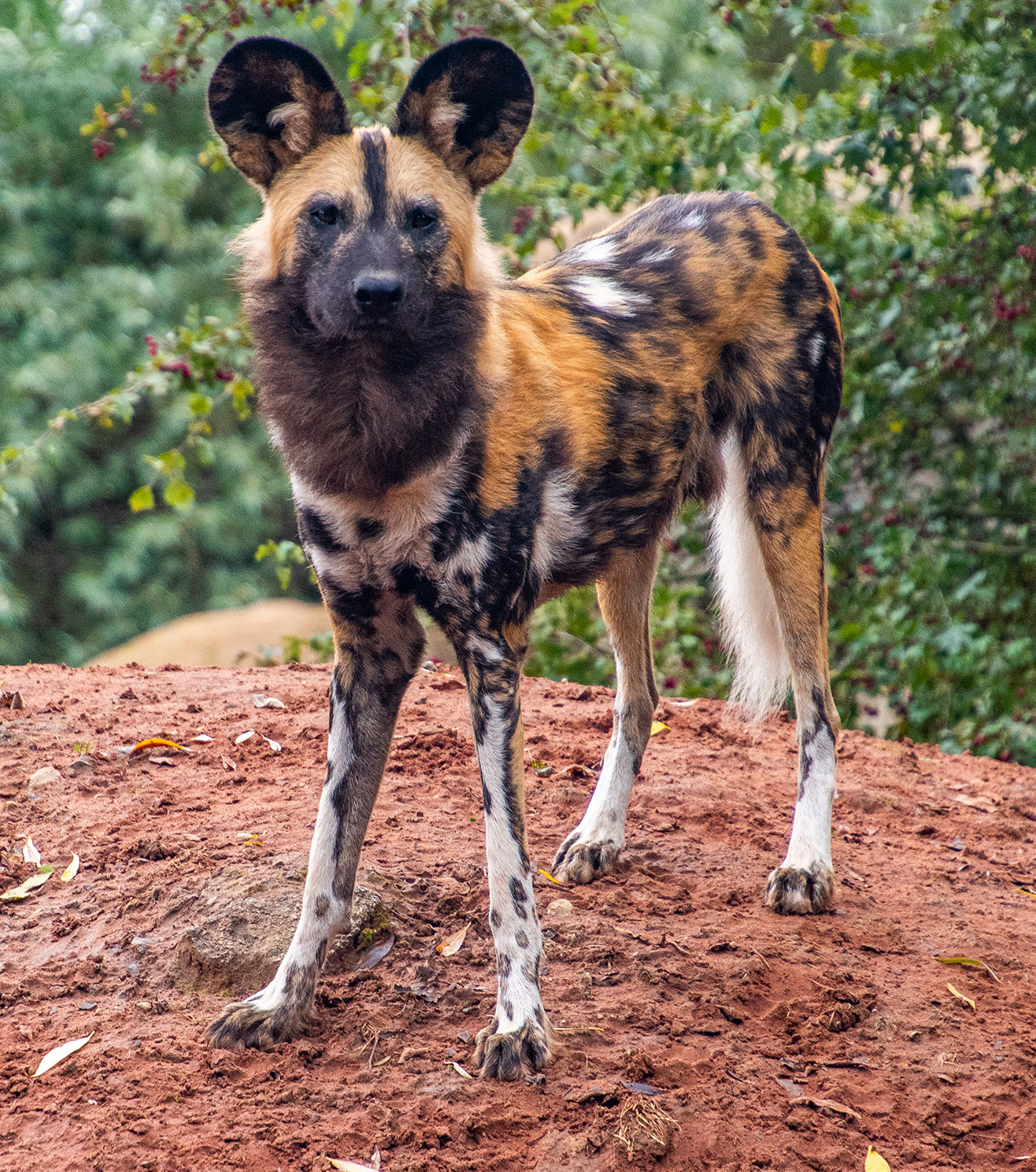 African painted dog