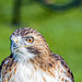 Falconry at Chester Cathedral (3)