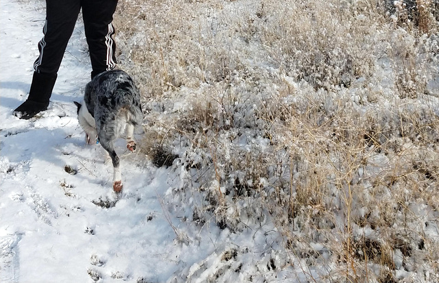 Trail dog