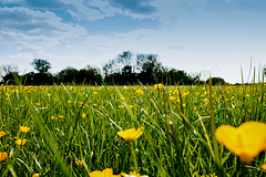 Meadow in May, 2016