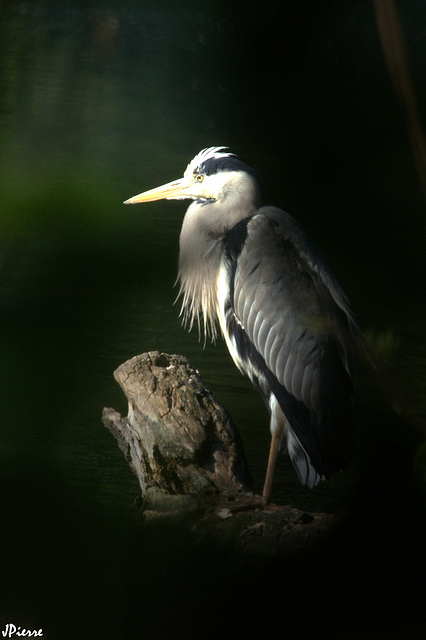 Héron