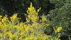 Broom Bushes In Flower.