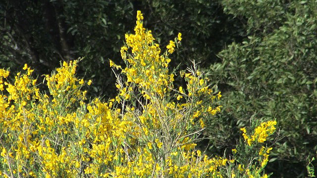 Broom Bushes In Flower.