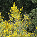 Broom Bushes In Flower.