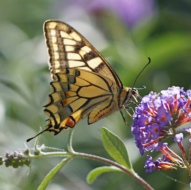 Er ist wieder da - He’s back