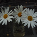 Tres flores blancas