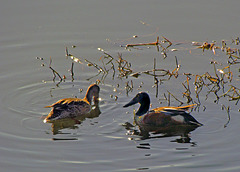 Northern Shovelers