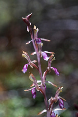 Corallorhiza mertensiana fma. pallida