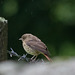 Juvenile Redstart