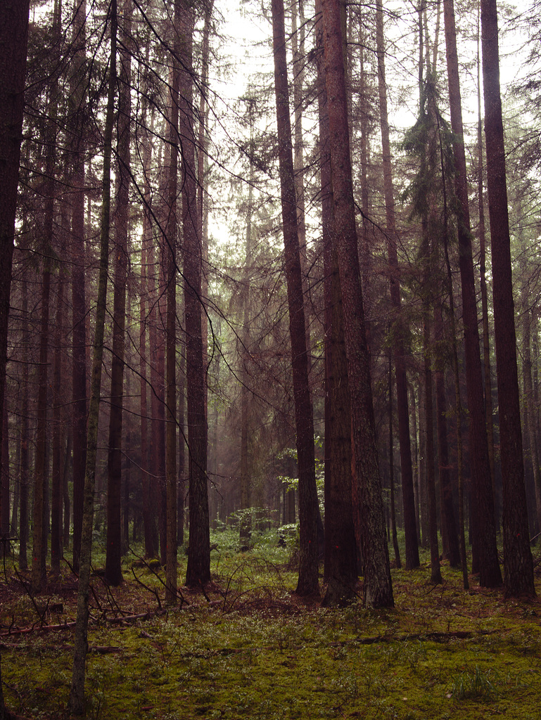 Białowieża