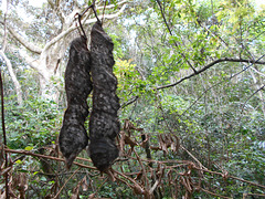 DSCN1456 - fruto de olho-de-boi Mucuna urens, Fabaceae