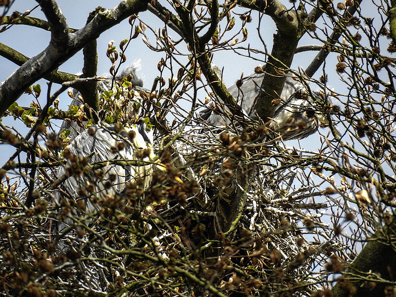 20170426 0606CPw [D~BI] Graureiher, Tierpark Olderdissen, Bielefeld