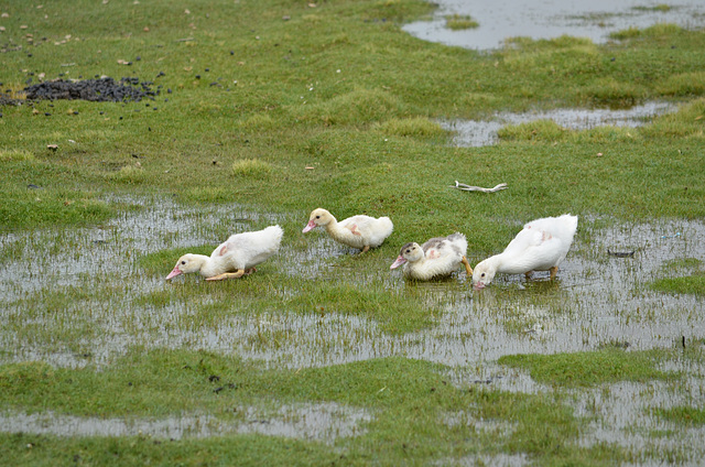 Bolivia, Mallcu Villamar, Ducklings