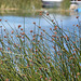 Peru, Uros' Islands, Reeds