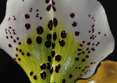 Paphiopedilum Boliviana (4)