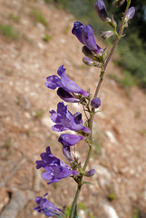 Penstemon venustus, Bryce Canyon, USA L1010587