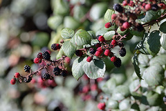 EOS 6D Peter Harriman 10 20 00 02576 Blackberries dpp