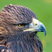 Falconry at Chester Cathedral (4)