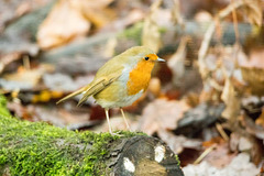 Robin 2 (1)