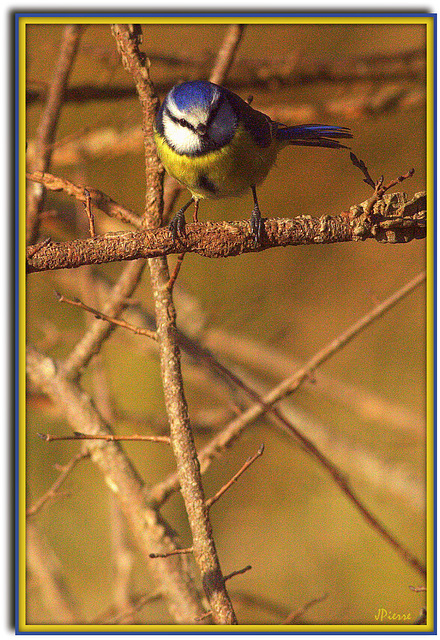 Mésange bleue