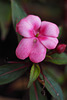 impatiens