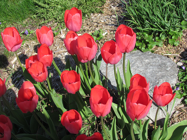 Mes tulipes sont là...