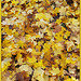 Gelblaub / Yellow leaf