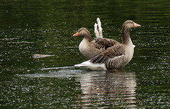 Treues Pärchen