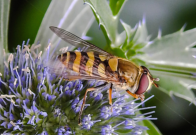 20230722 2921CPw [D~LIP] Mannstreu, Große Schwebfliege (Syrphus ribesii), BS